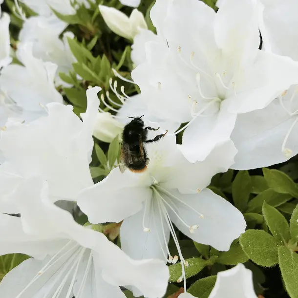 岩松院境内に咲く白いツツジの花に蜜を求める蜂、自然豊かな寺院の春の風景