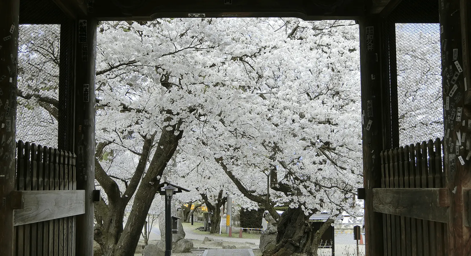 岩松院の山門越しに満開の桜を見上げる構図。木造の門の中から、一面に桜が広がる