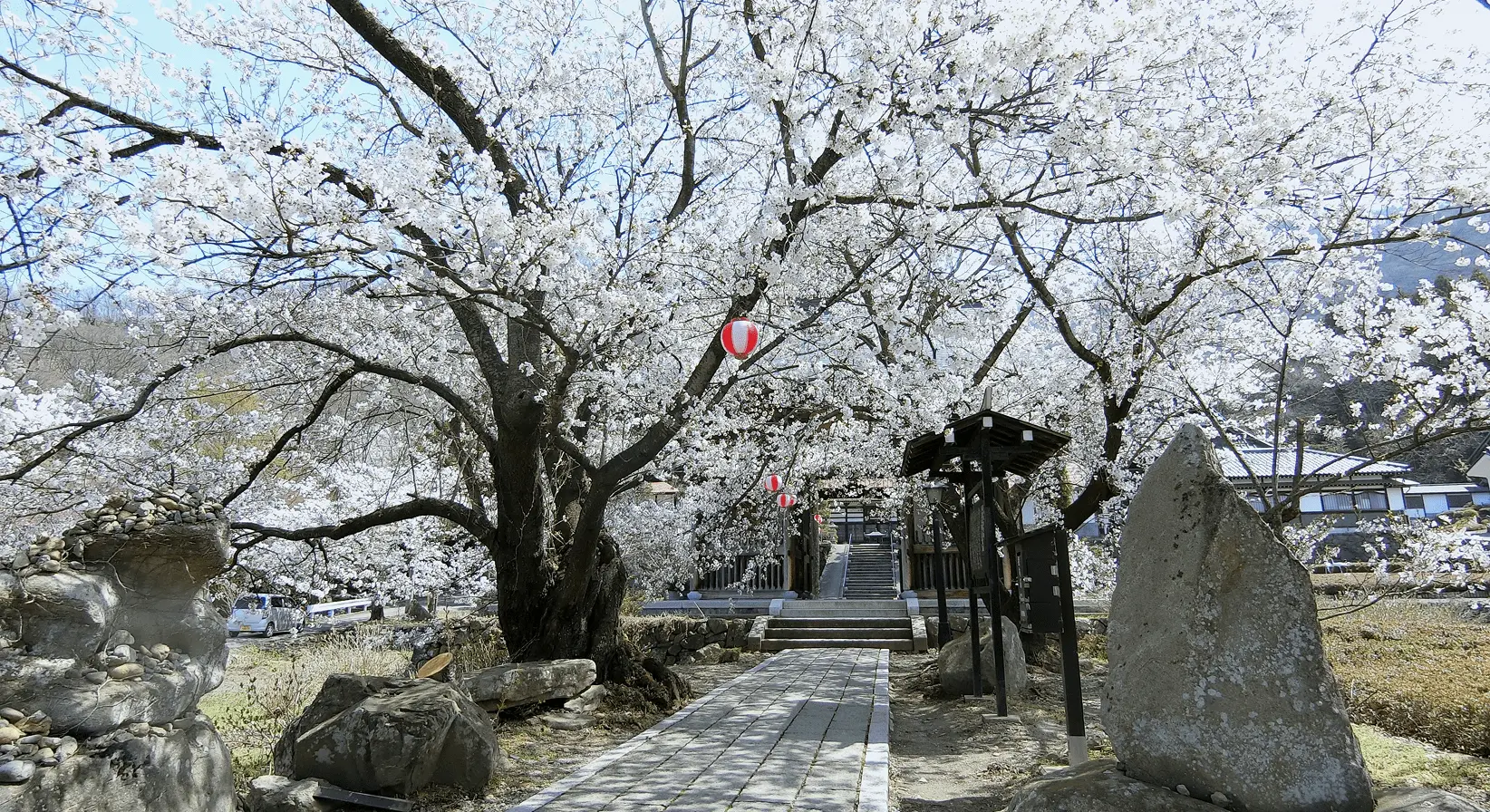 石段の参道沿いに咲く満開の桜。赤いぼんぼりが吊るされ、花見の雰囲気ただよう春の岩松院