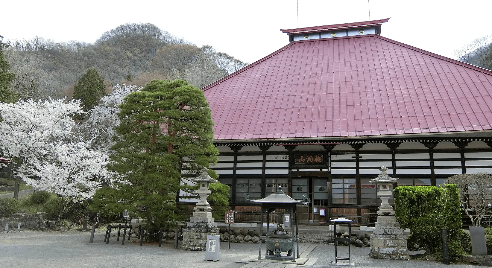 赤い屋根の岩松院本堂前に咲く桜と灯籠。春の静けさに包まれた歴史ある境内」
