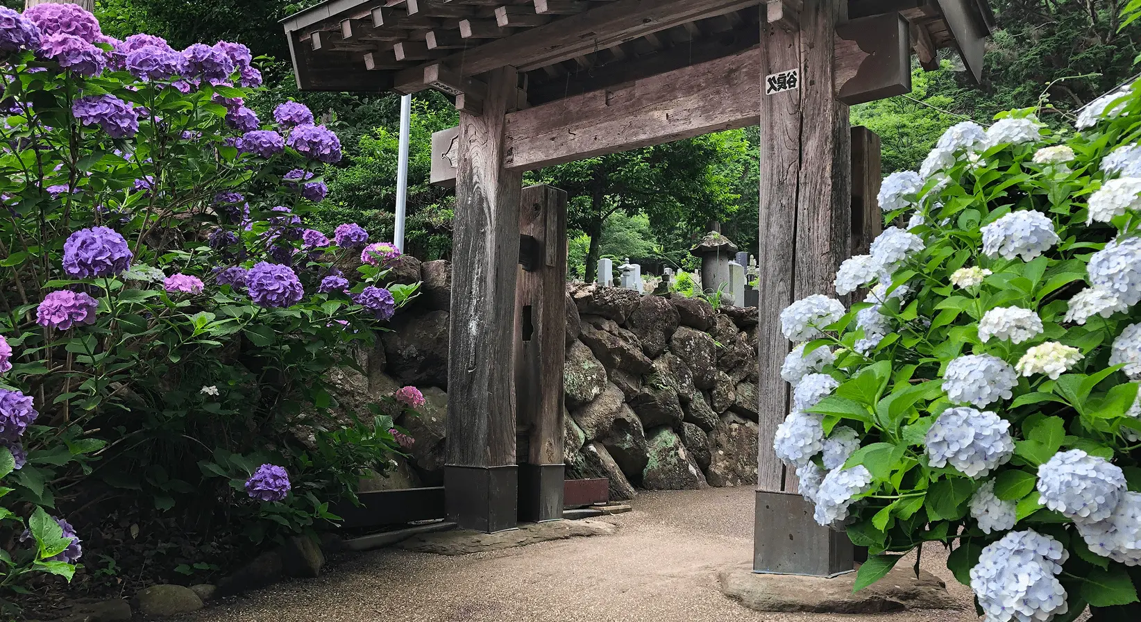 色とりどりの紫陽花が咲く中に佇む、苔むした岩と木造の山門。梅雨時のしっとりとした雰囲気の岩松院