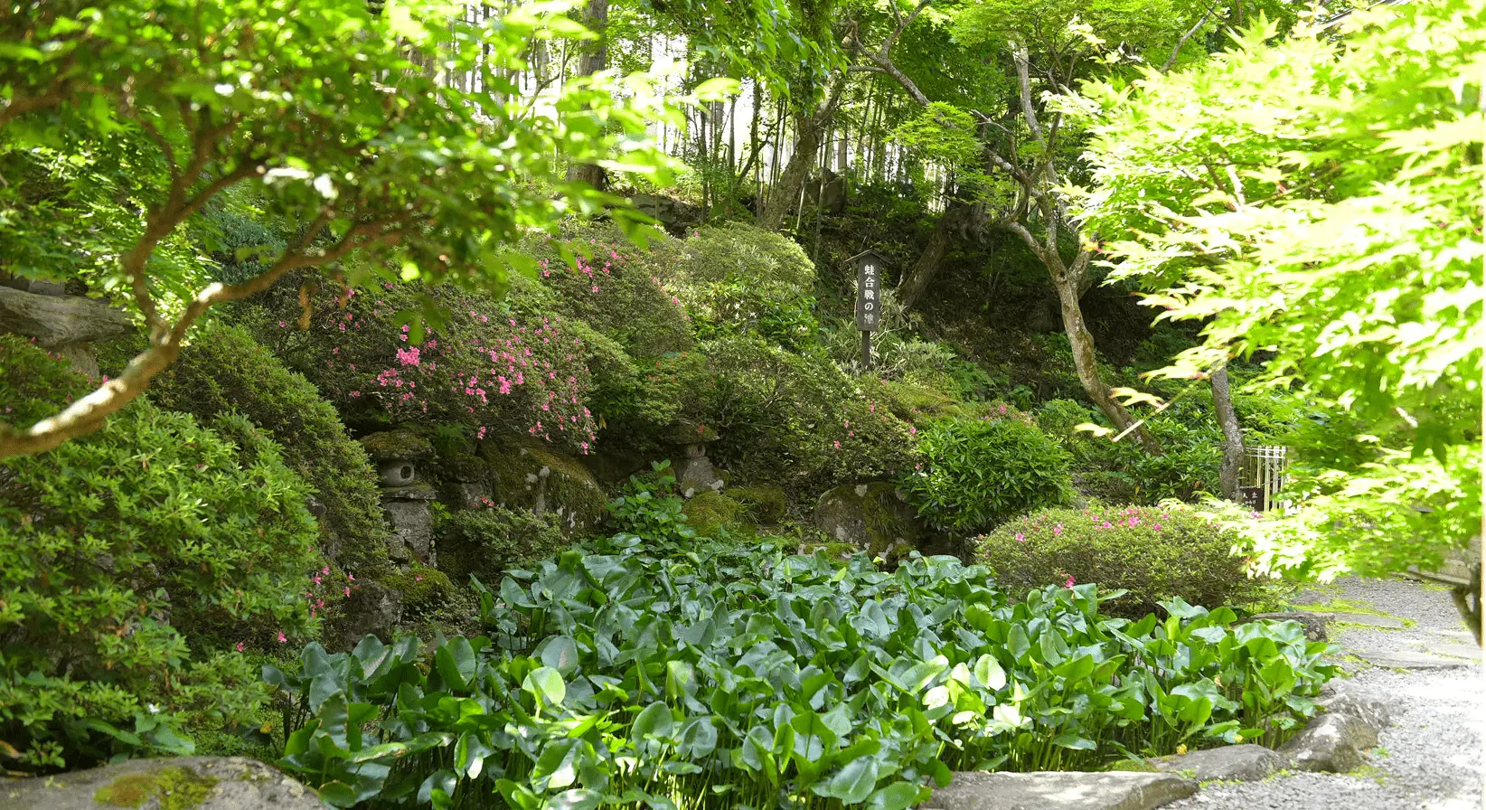 夏の青もみじに囲まれた岩松院の庭園。蛙合戦の池と呼ばれる場所に、石灯籠や花が彩りを添える