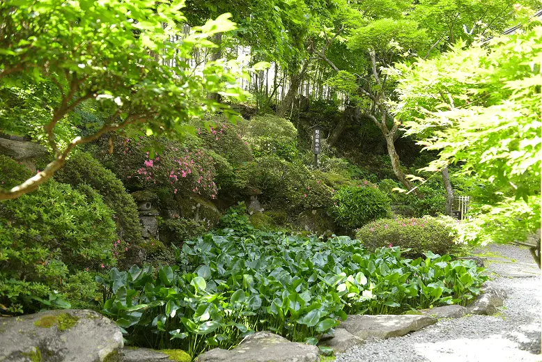 岩松院境内の苔に覆われた庭園、新緑の木々と石組み、地面を覆う緑の植物が美しい日本庭園の風景