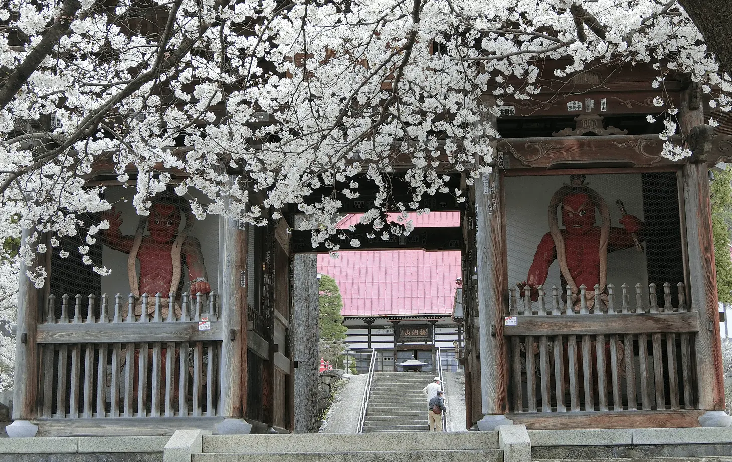 岩松院山門、満開の桜に囲まれた仁王門に赤い仁王像が左右に安置され、奥に本堂へ続く石段が見える春の風景