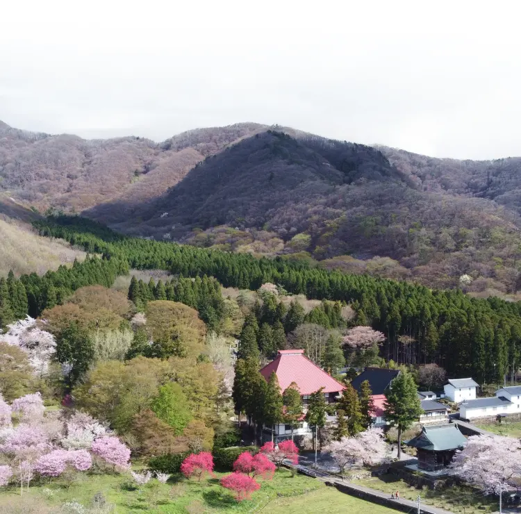 岩松院を中心とした山間の集落全景、赤い屋根の本堂を囲む満開の桜と濃いピンクのツツジ、背後に連なる山々と杉林が広がる春の風景